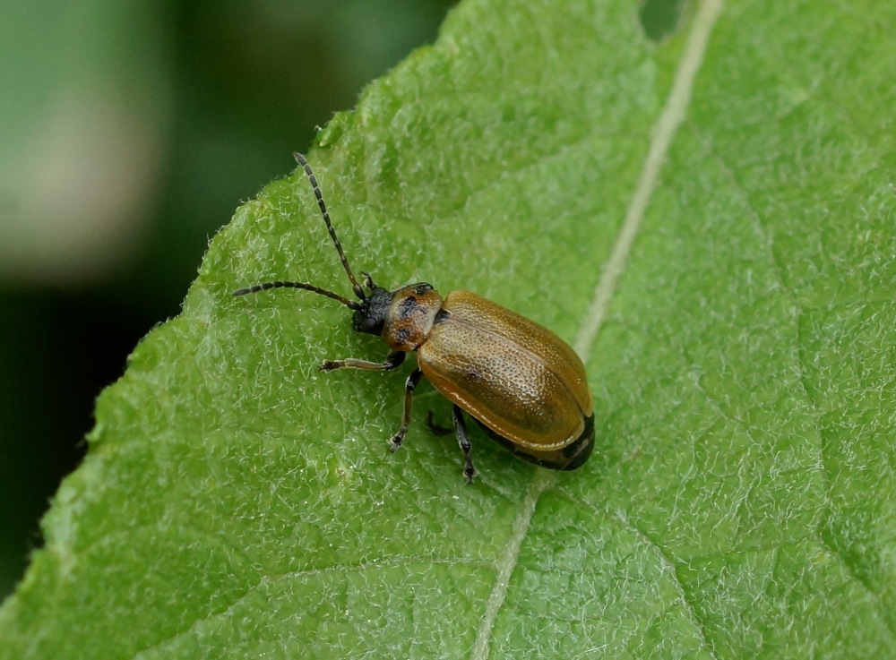 Willow Leaf Beetle