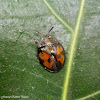 Tortoise beetle