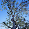 Narrow-leaved Scribbly Gum