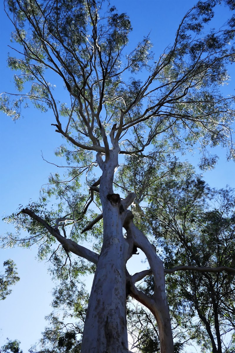 Narrow-leaved Scribbly Gum