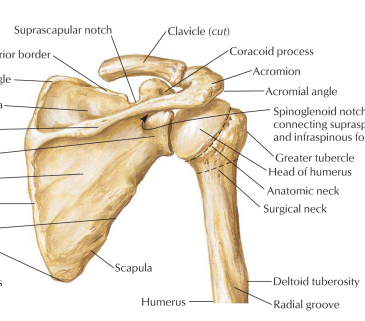 Corticosteroid injections shoulder impingement