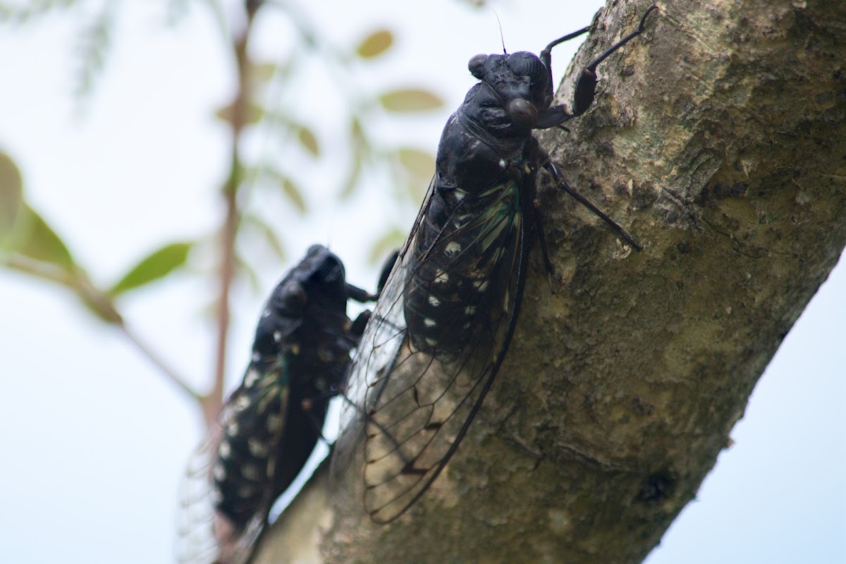 Cicada / Kuliglig