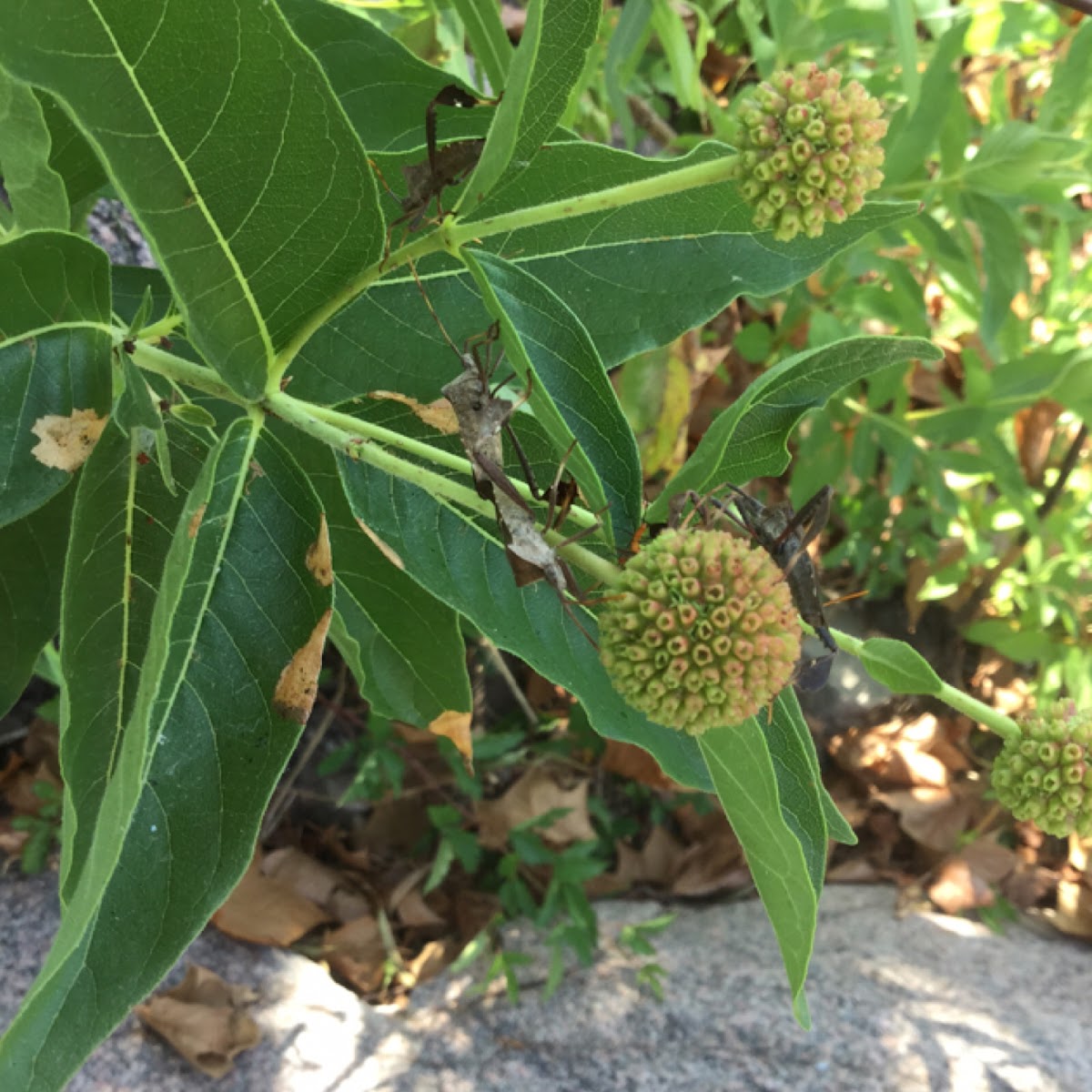 Leaf-footed Bug