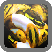 Snake wallpaper  Icon