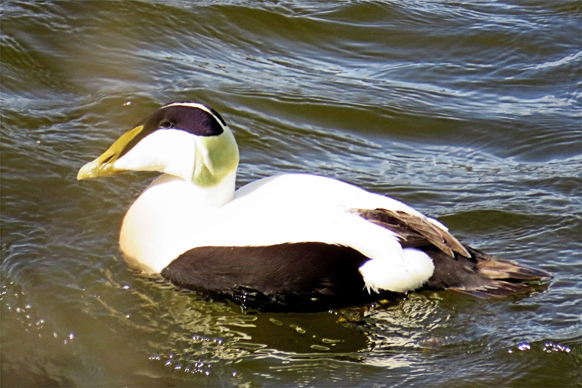 Common Eider