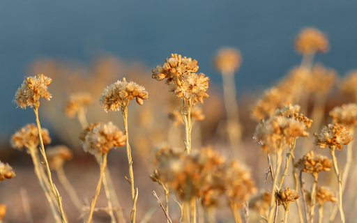 Dried flowers