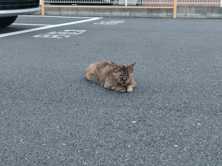 レヴォーグの風車とコラボ・風車と愛車・宮川公園・城ヶ島・風車に関するカスタム事例の投稿画像5枚目