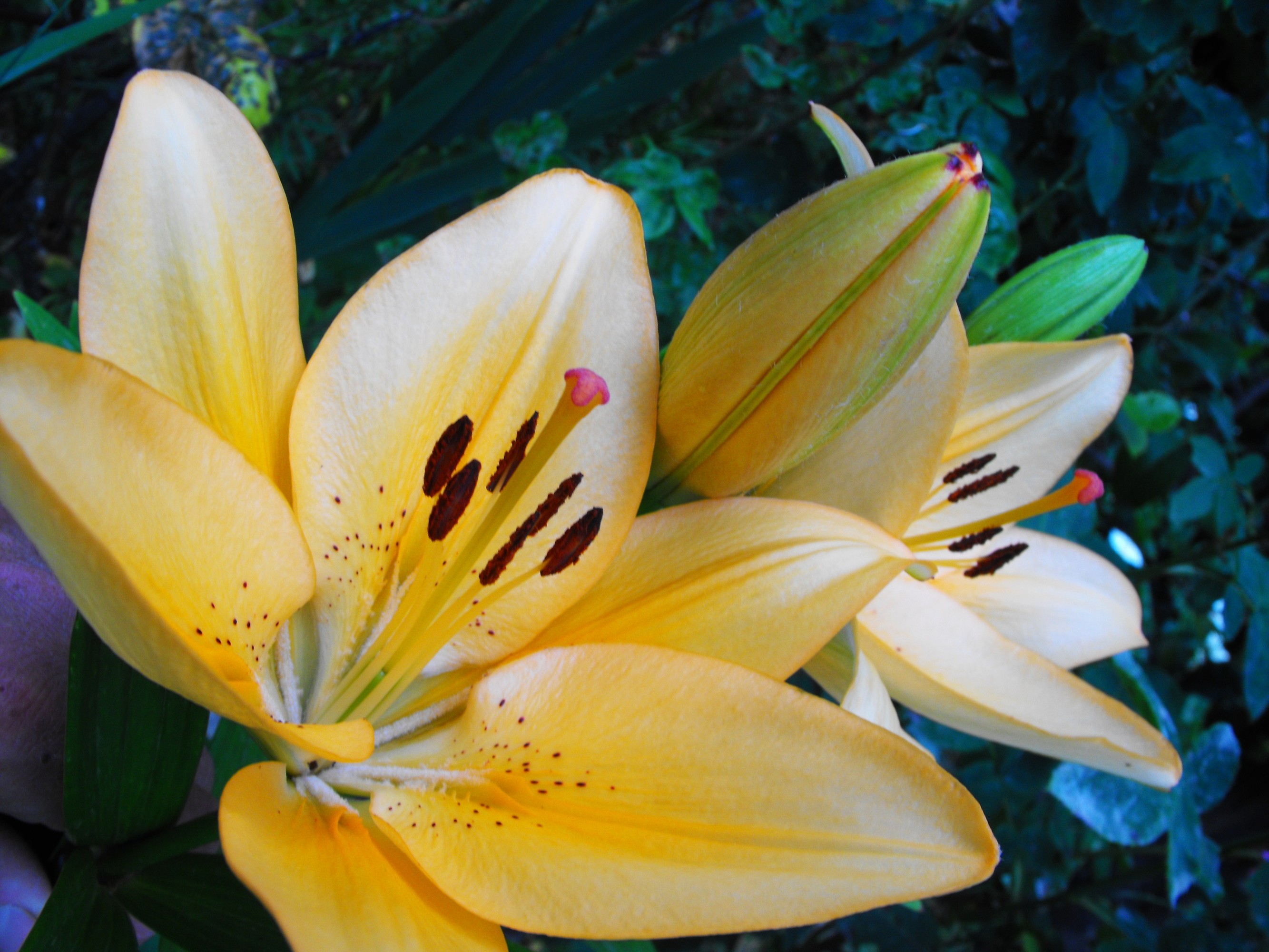 Lilium di Valeria D'amore