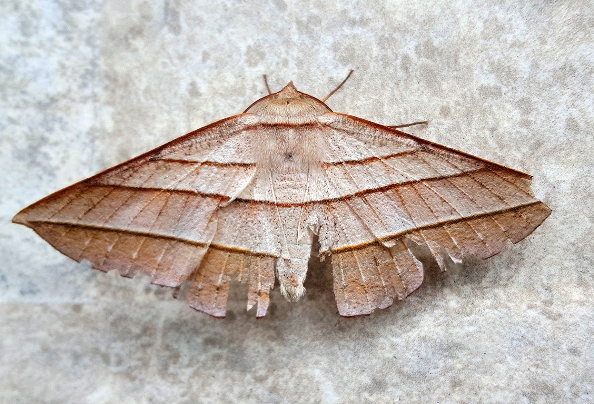 Triple-Banded Geometer