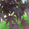 Japanese Maple