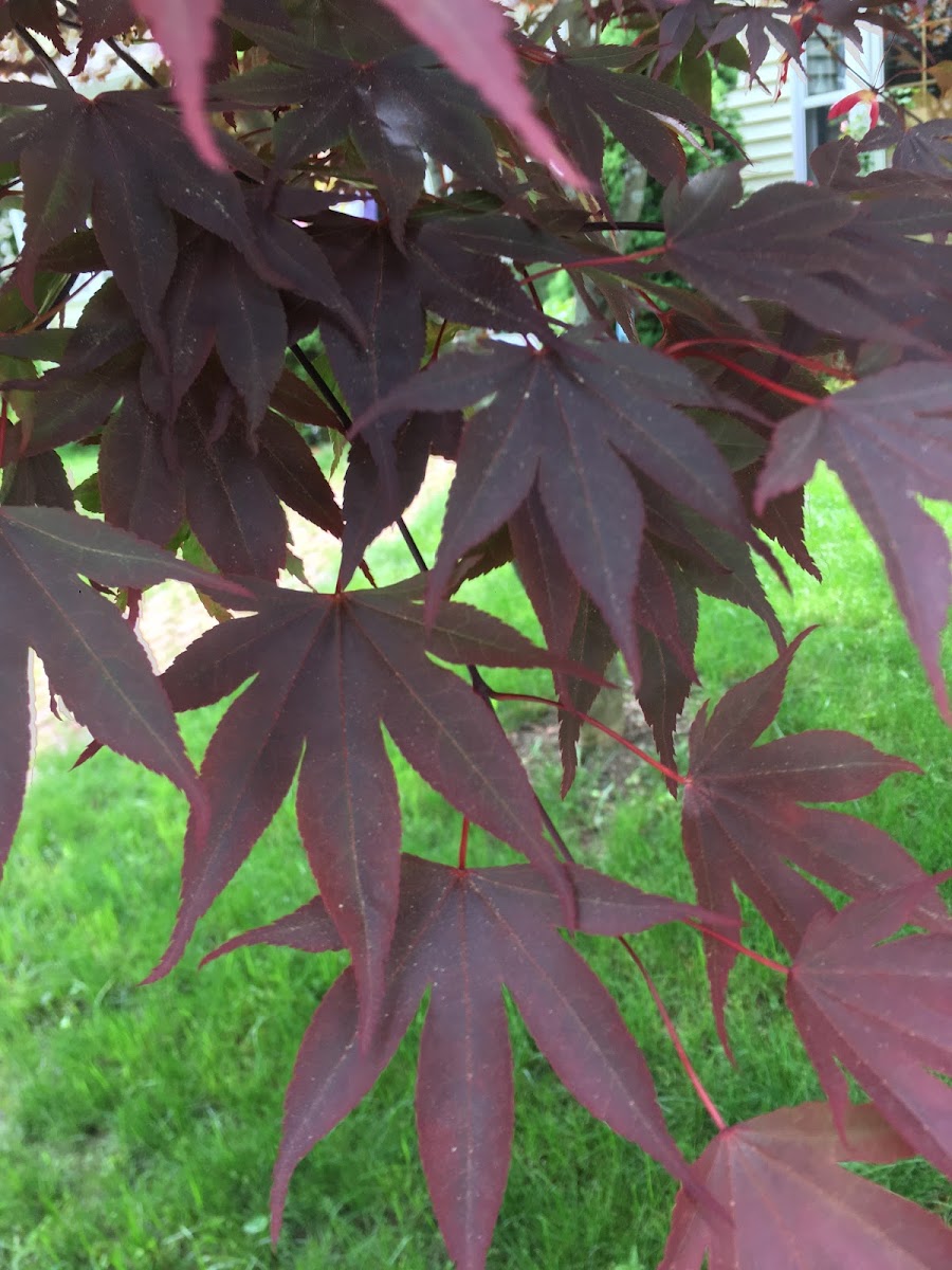 Japanese Maple