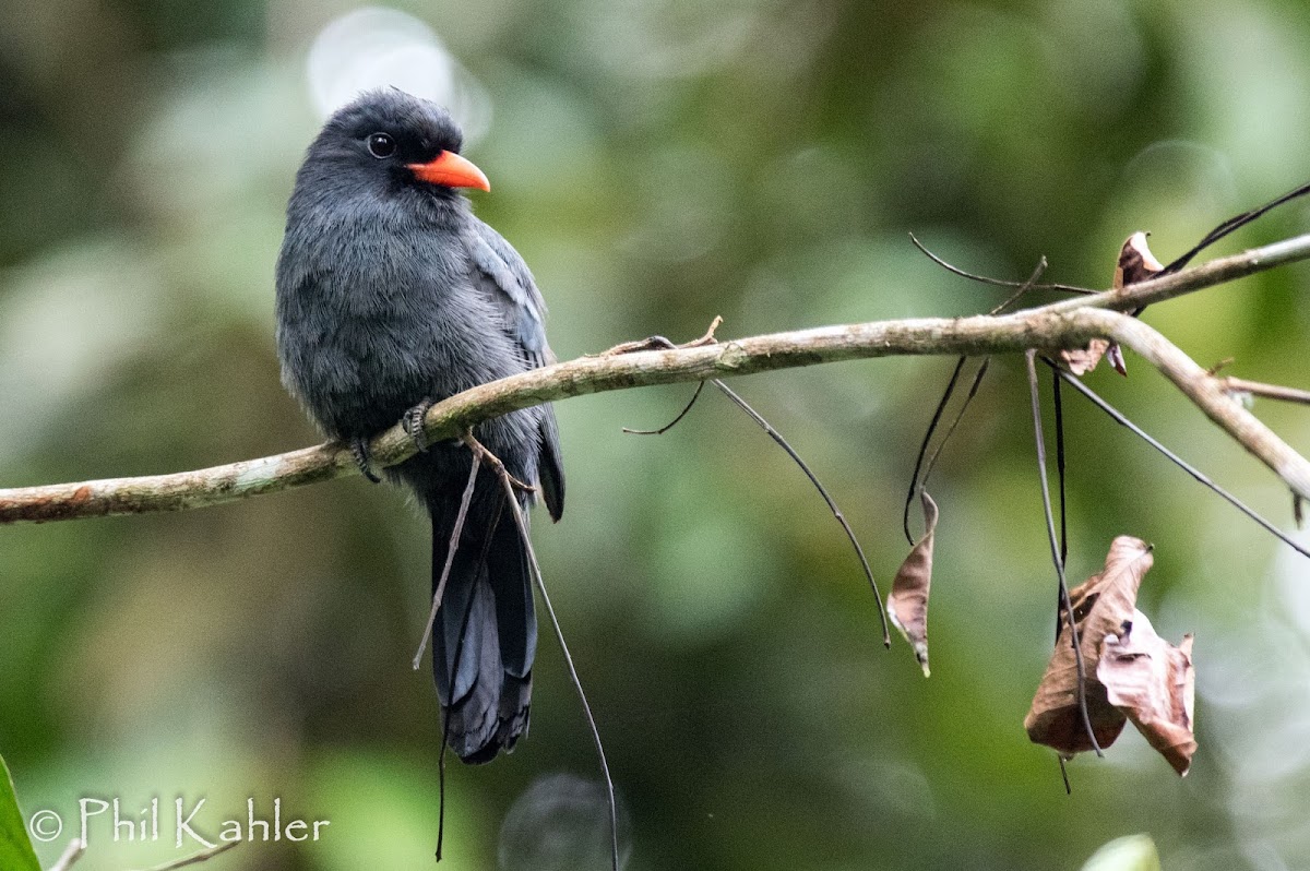 Black-fronted Nunbird