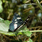 Southern white admiral