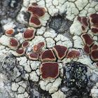 Bloodspot Lichen