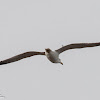 Yellow-legged Gull; Gaviota Patiamarilla