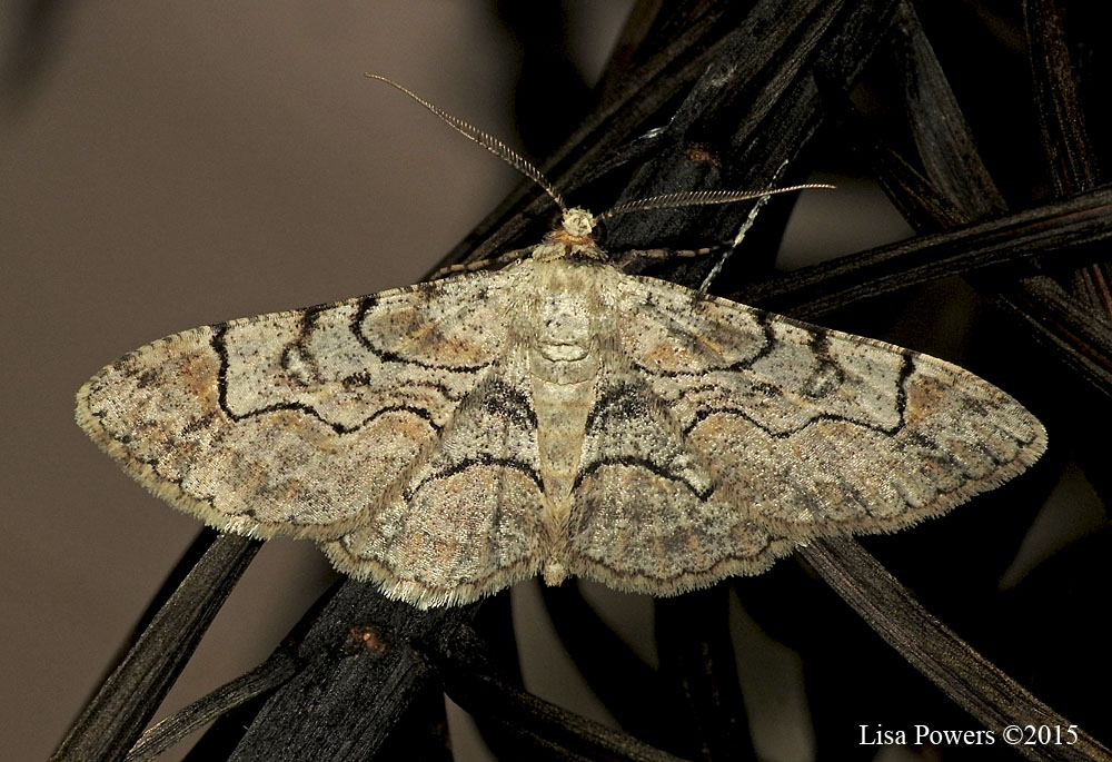 Bent-line Gray Moth