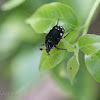 Flower Chafer