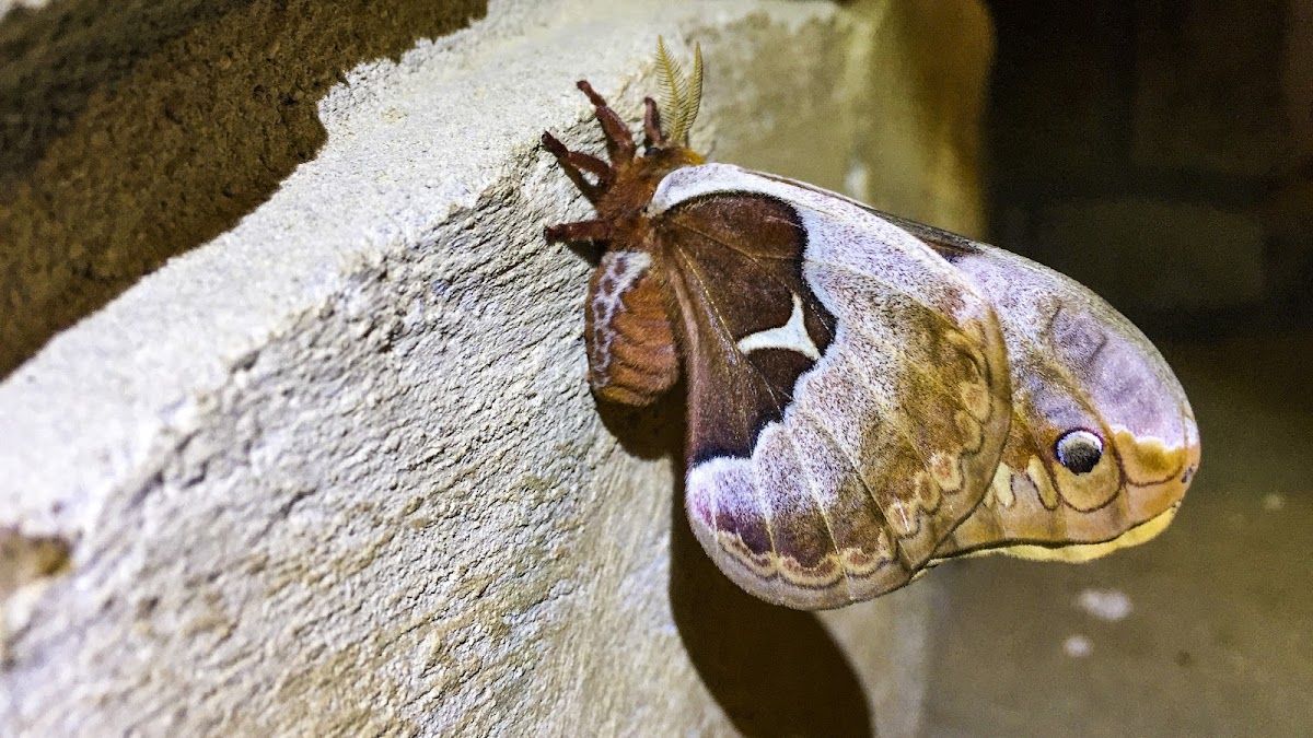 Spicebush Silkmoth (Promethea Moth)