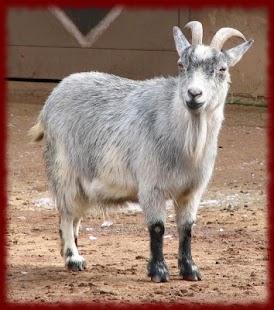 How to download Goats wallpapers 1.0 apk for android