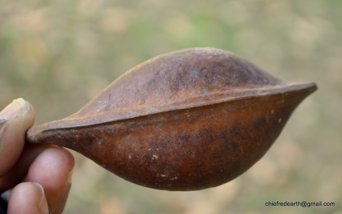 Moreton Bay Chestnut or Blackbean