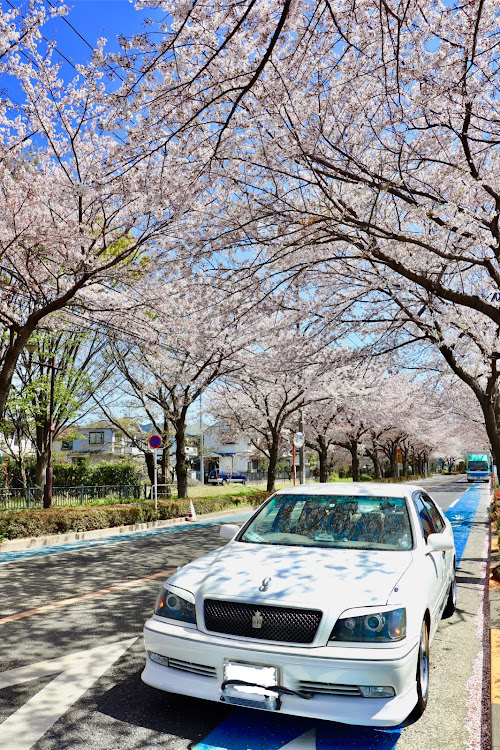 クラウンロイヤルのドライブ・17クラウン・桜とコラボ・桜と愛車に関するカスタム事例の投稿画像1枚目
