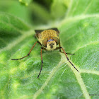 Stiletto fly, female