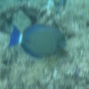 Ringtail surgeonfish