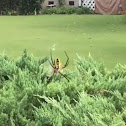 Yellow Argiope Spider