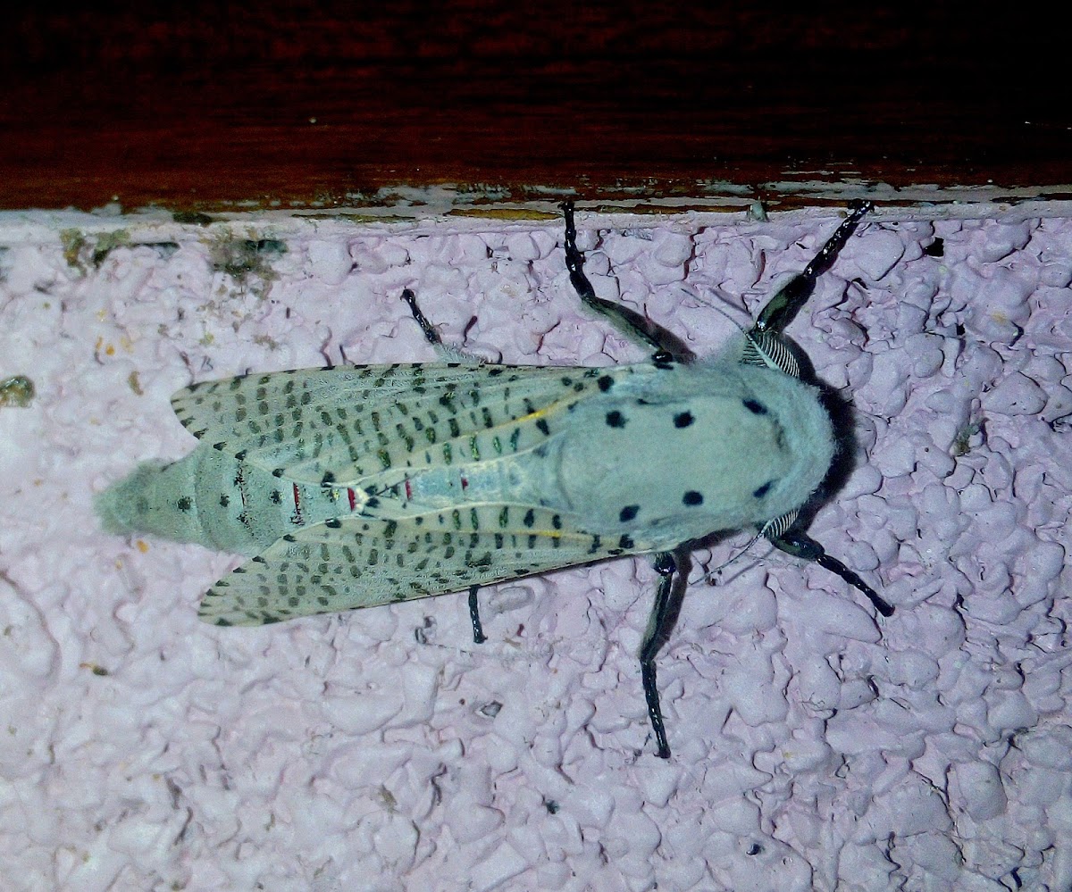 Zeuzera Sp.