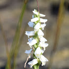 Fragrant Ladies Tresses