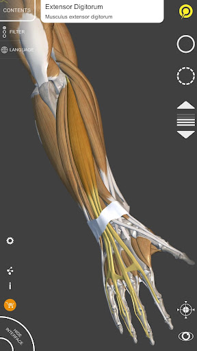 3D Anatomy for the Artist Lite