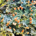 Membraneous felt lichen