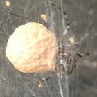 Common House Spider