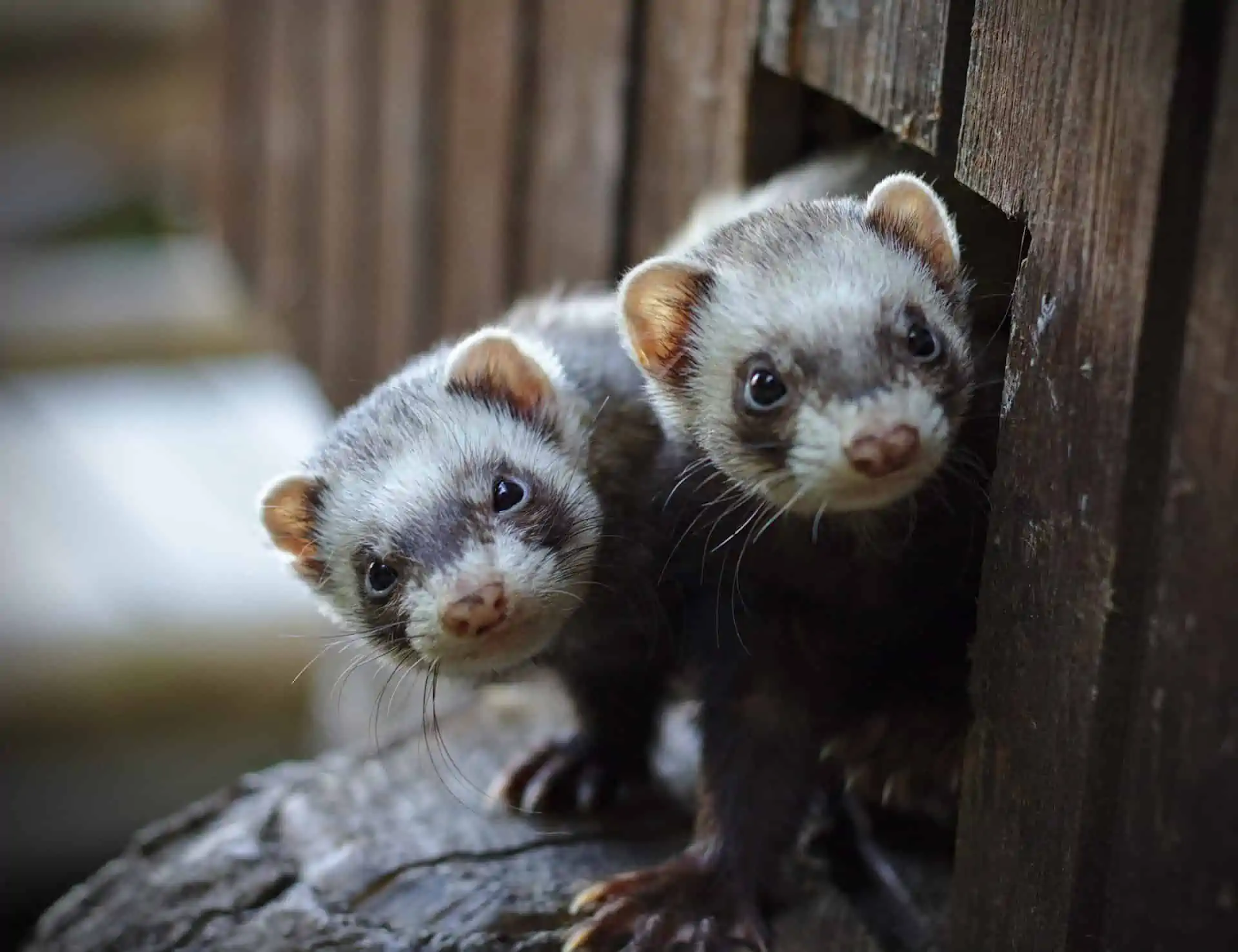 Ferrets