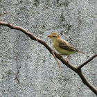 Black-breasted Weaver