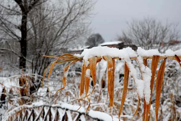 bianco di renataco58