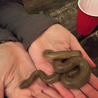 Rubber boa