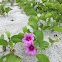 Beach Morning Glory