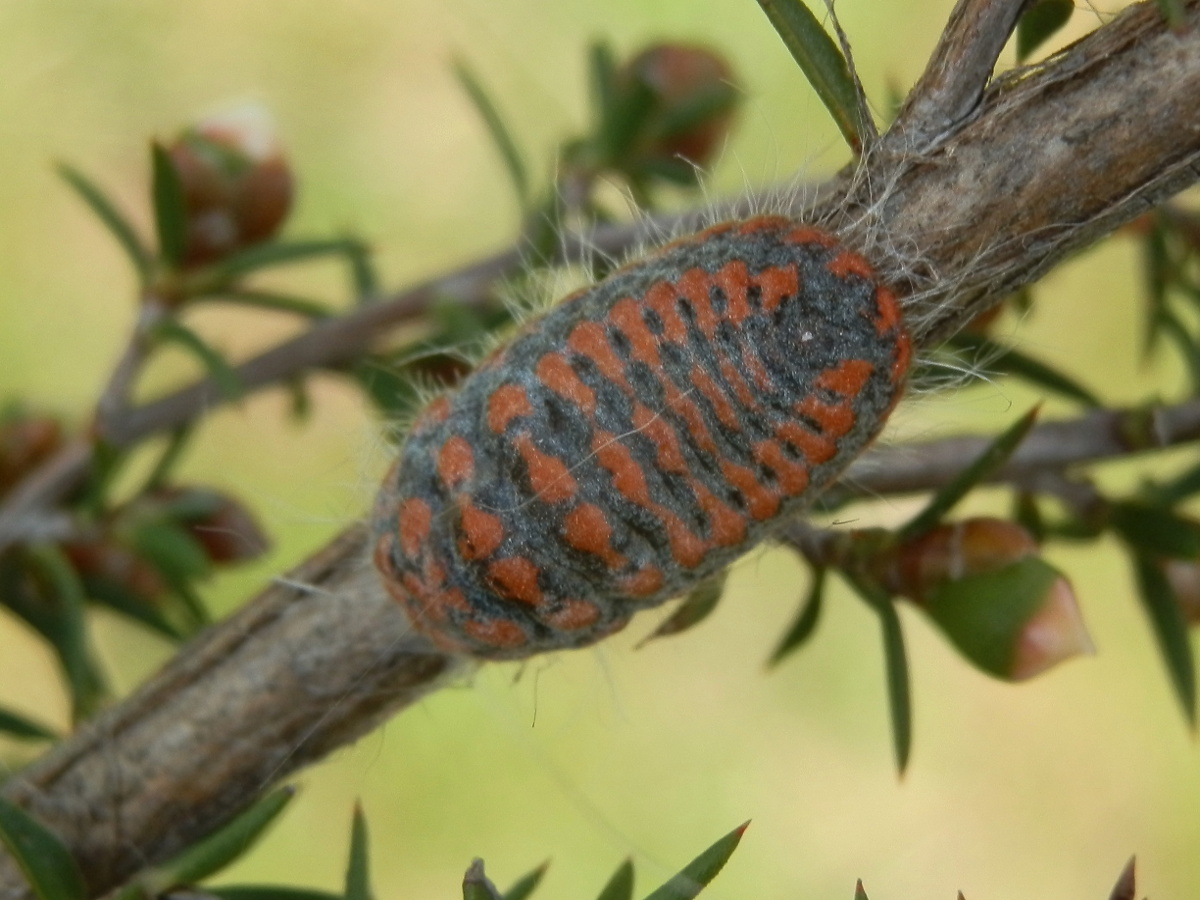 Large Mealybug - female