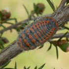 Large Mealybug - female