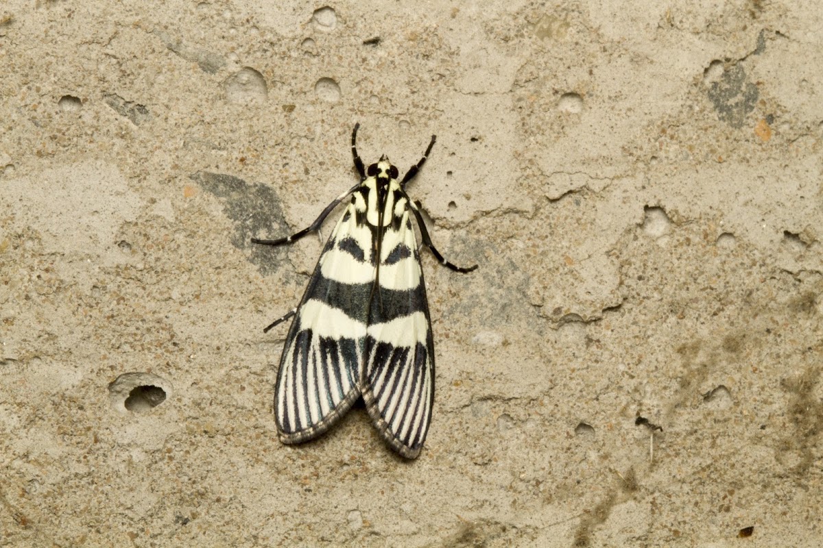 Crambid Moth