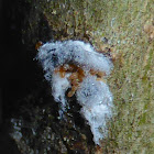 Pine Bark Adelgid