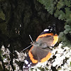 Red Admiral