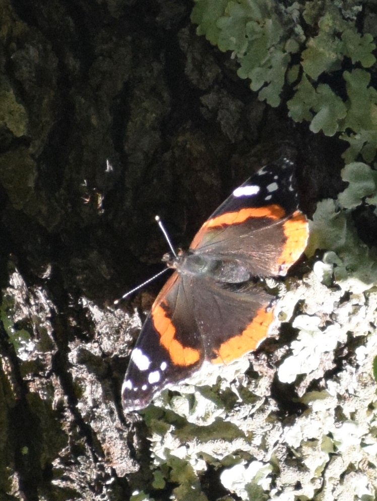 Red Admiral