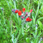 Hawkweed