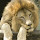 Cool Lion New Tab, Wallpapers HD