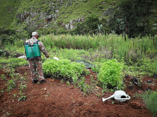 The police in Limpopo have arrested an elderly man for being in possession of dagga on Tuesday.