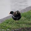 Moorhen