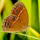 Common Bush Brown