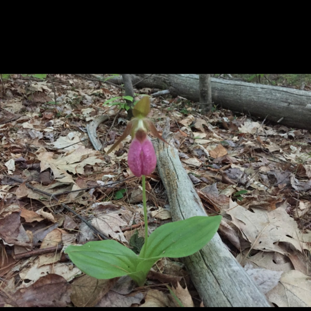 Pink lady's slipper